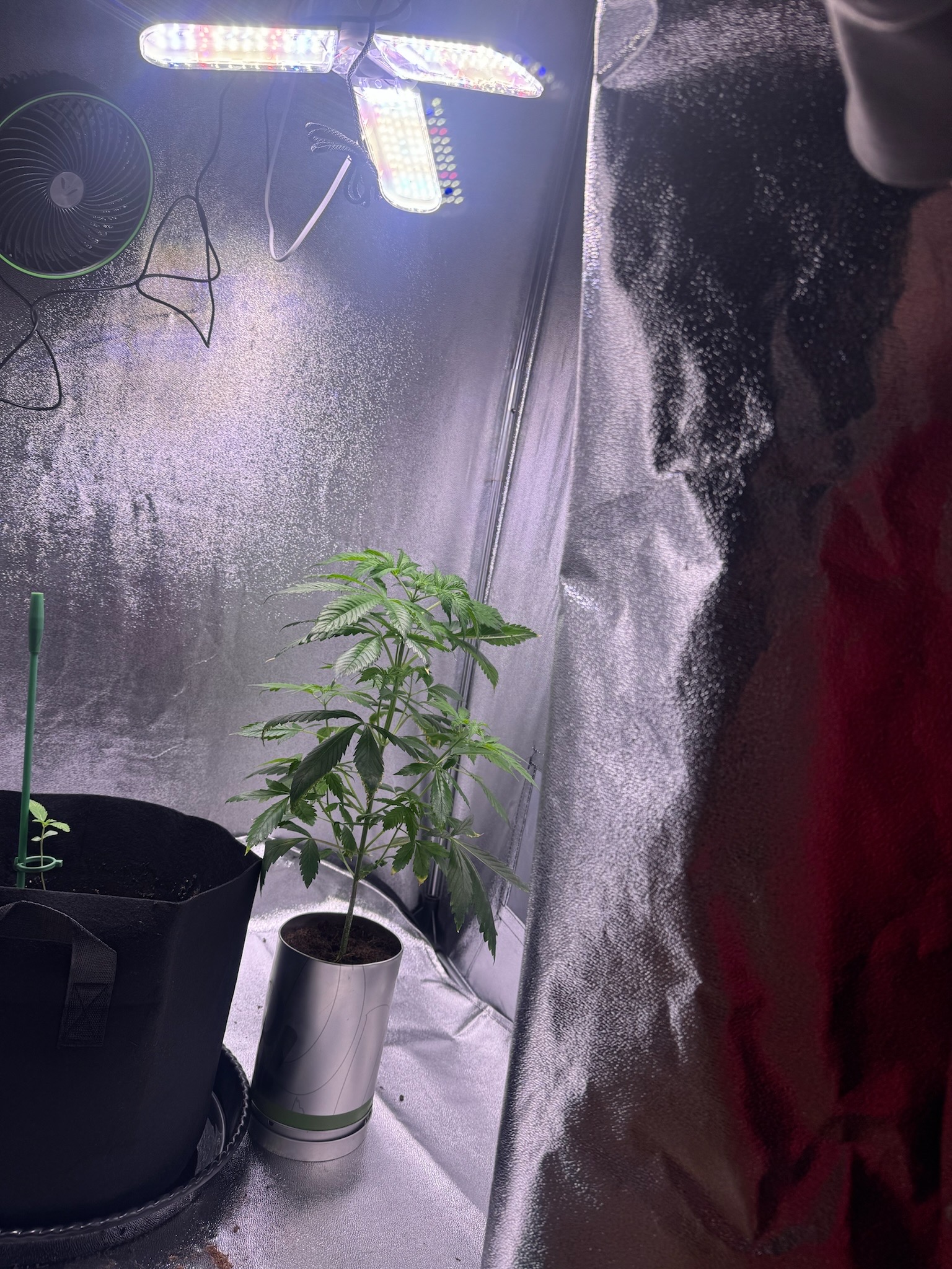 first time  — none, day 34