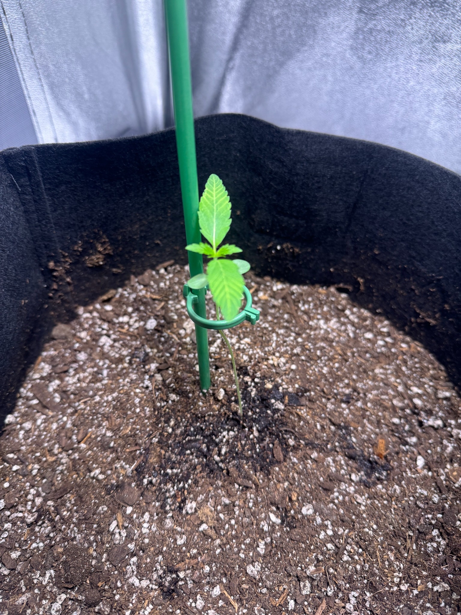 first time  — none, day 34