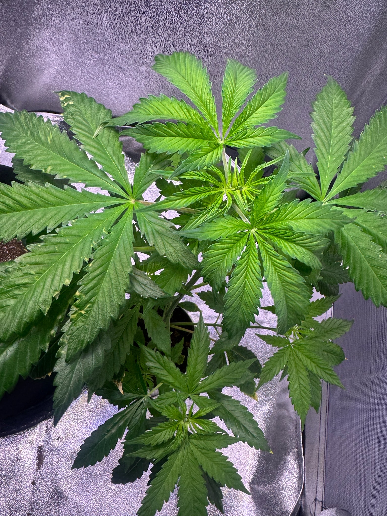 first time  — none, day 34