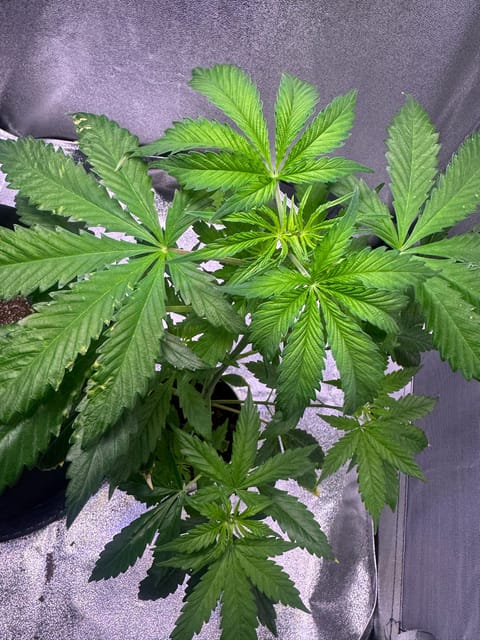 first time  — none, day 34
