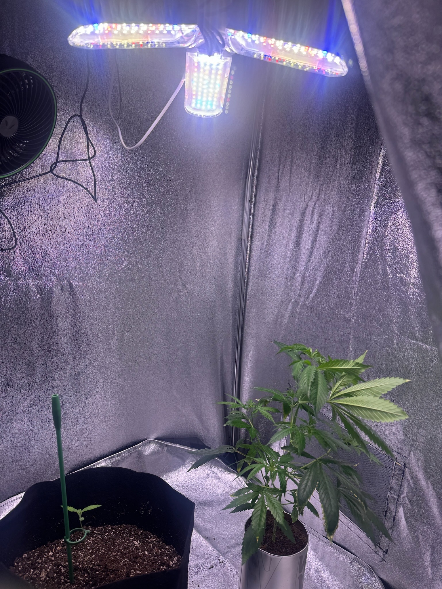 first time  — none, day 33