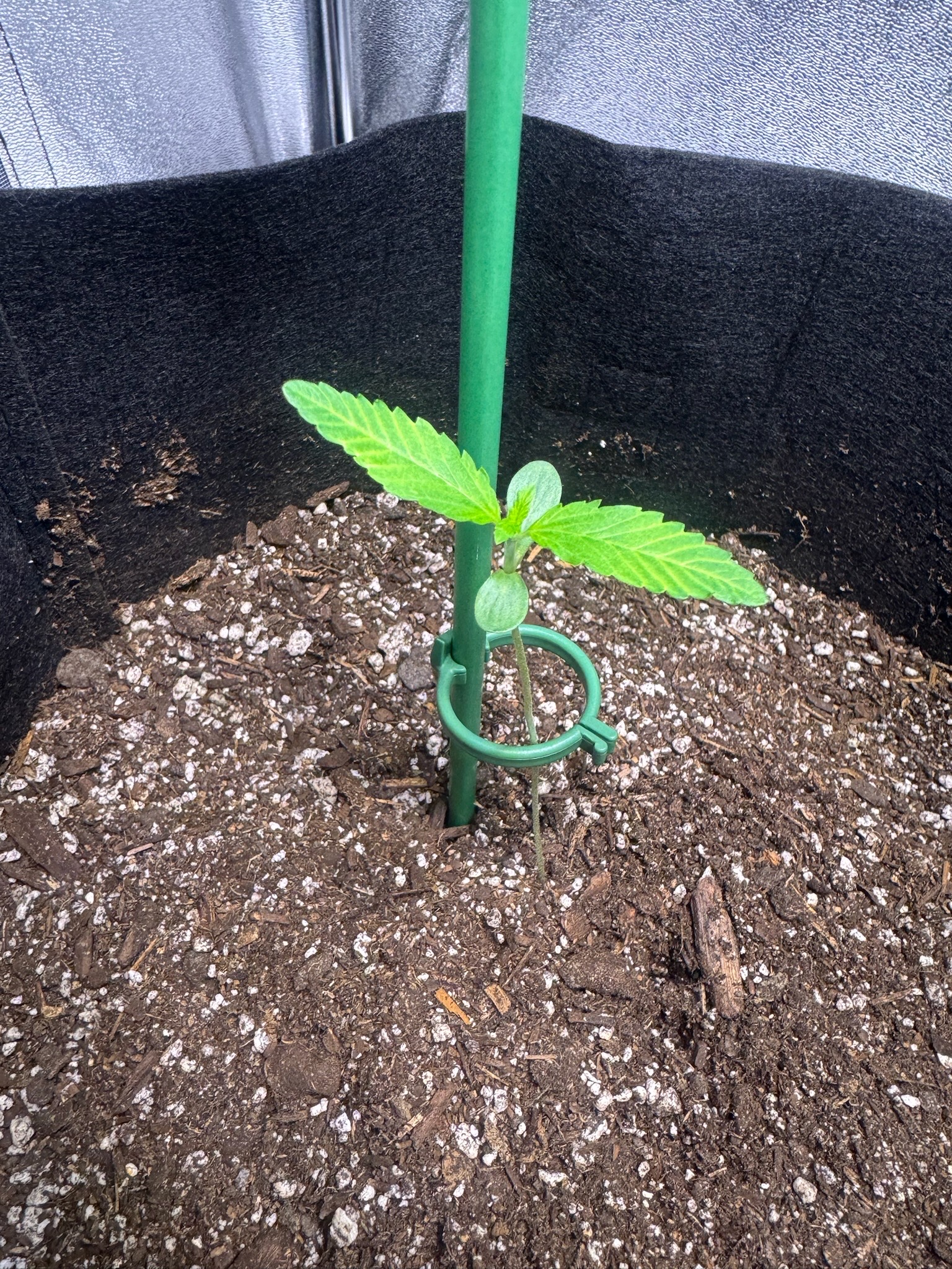 first time  — none, day 33