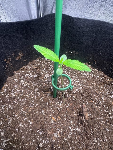 first time  — none, day 33