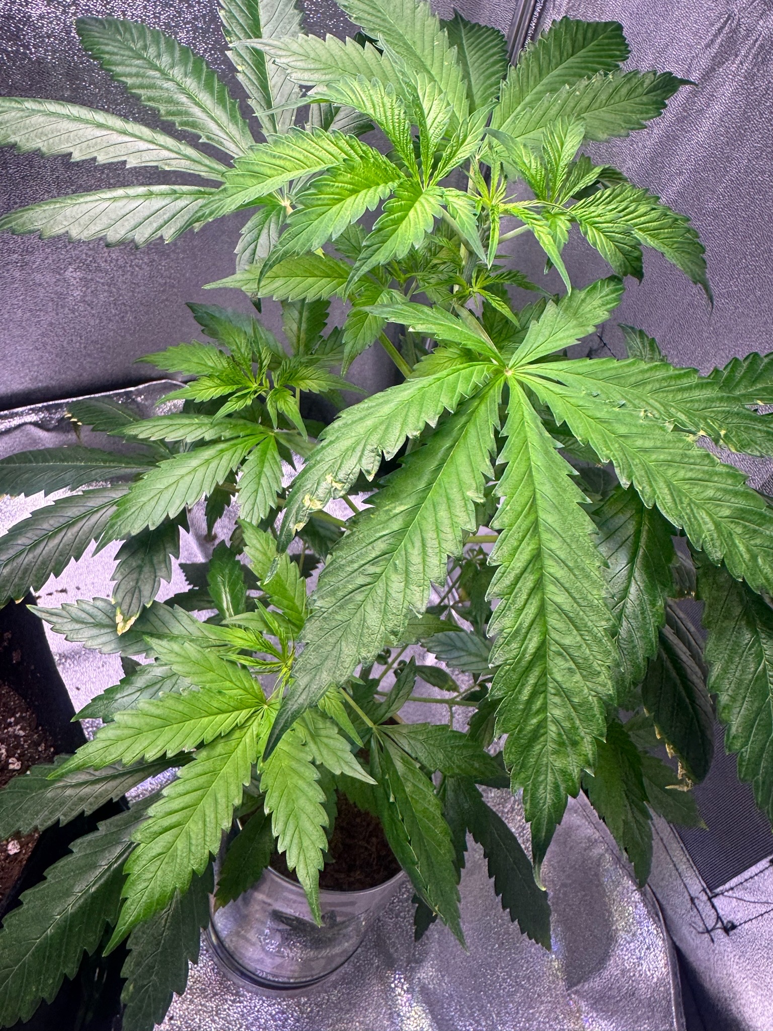 first time  — none, day 33