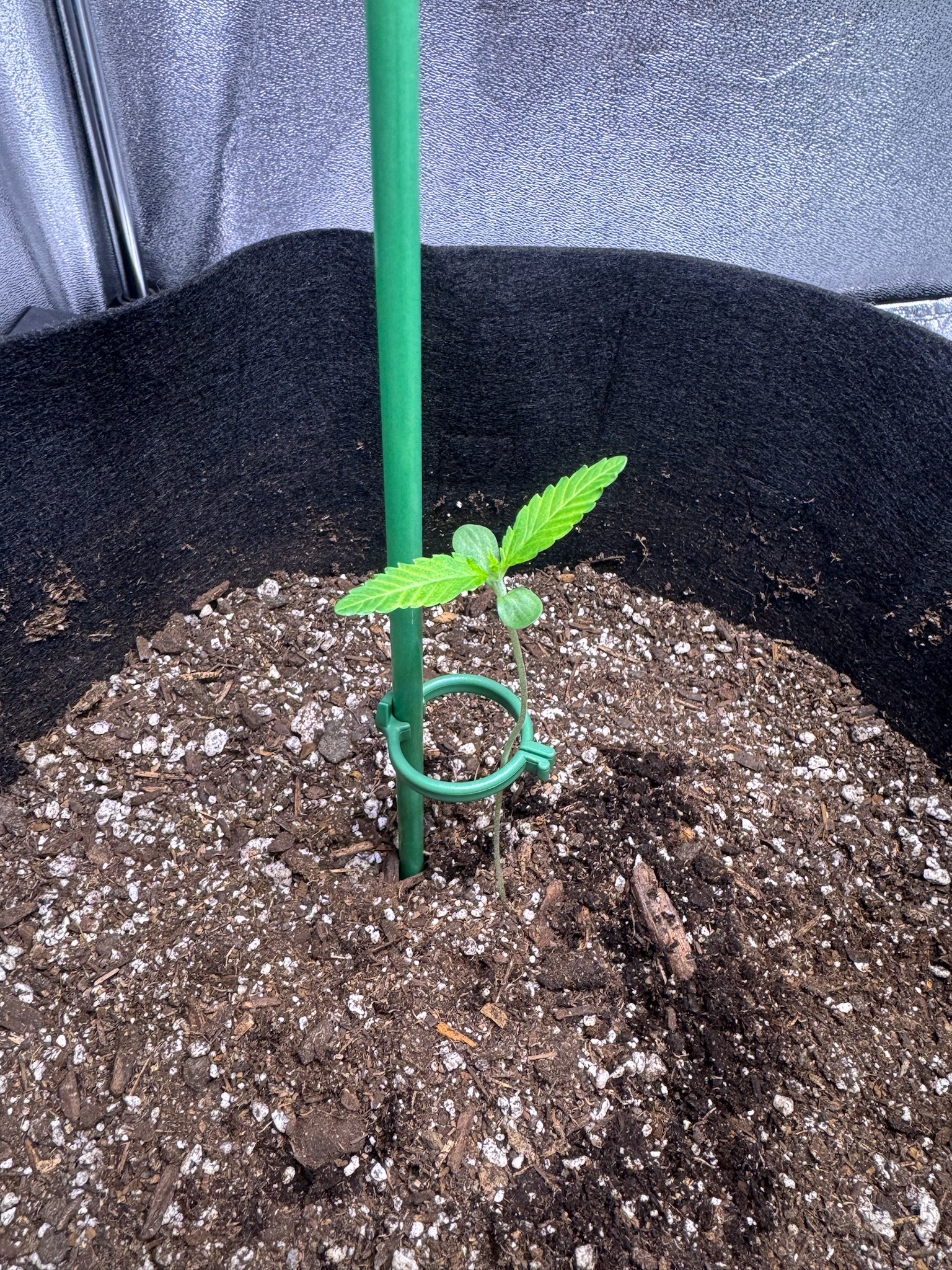 first time  — none, day 32