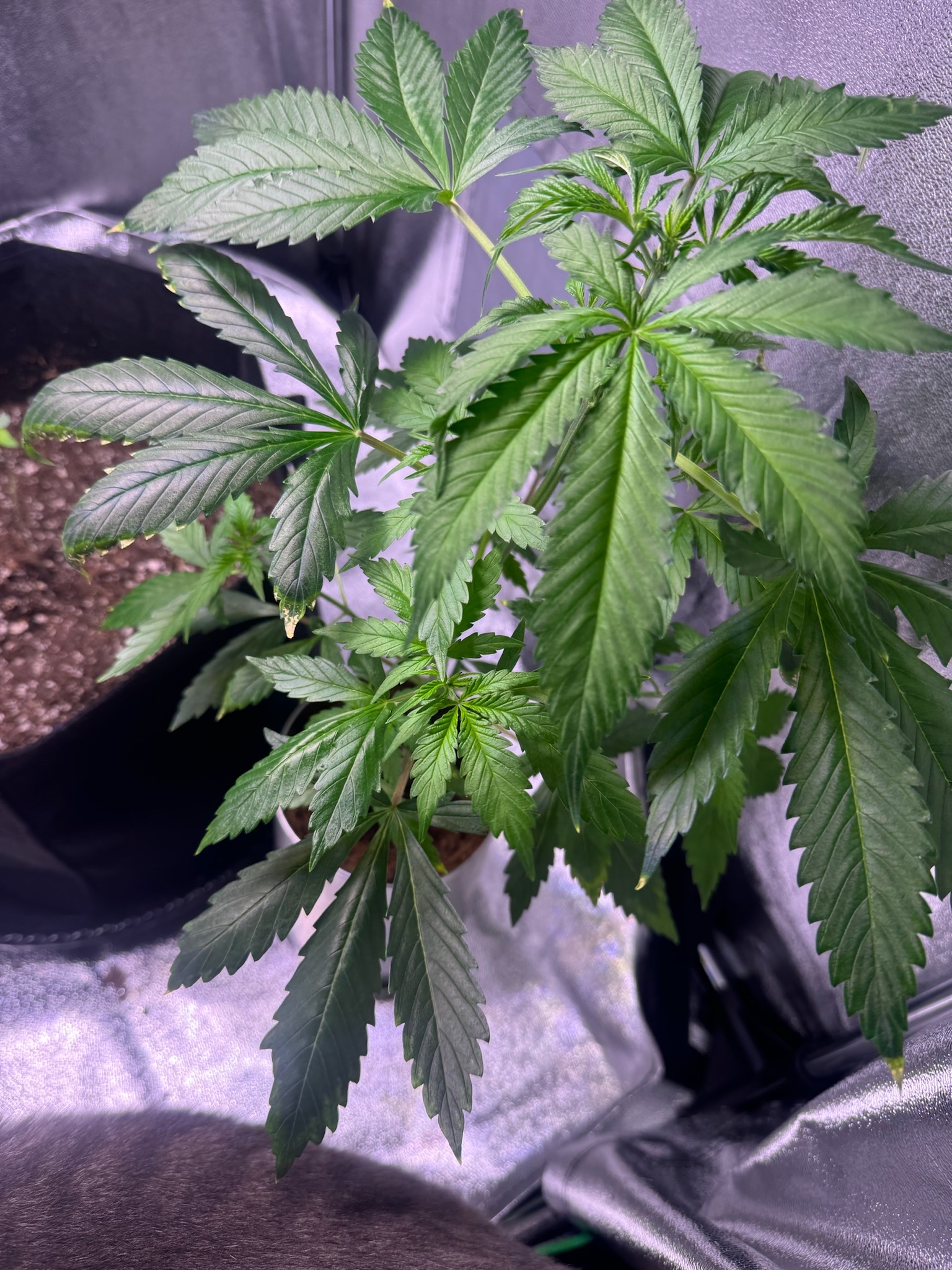 first time  — none, day 31