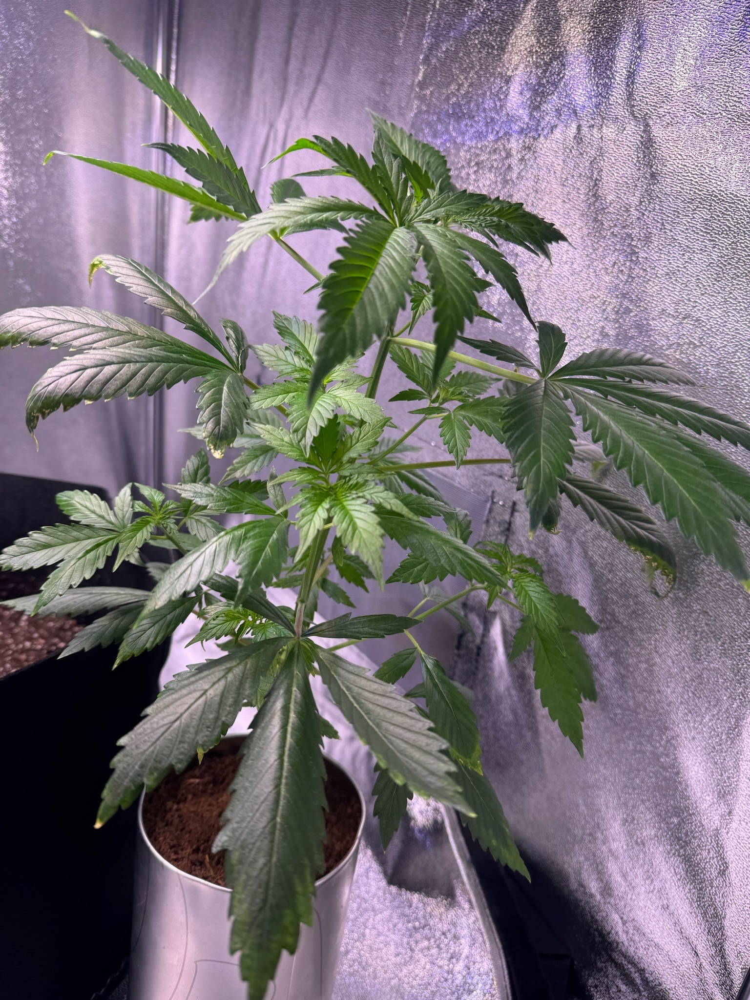 first time  — none, day 30