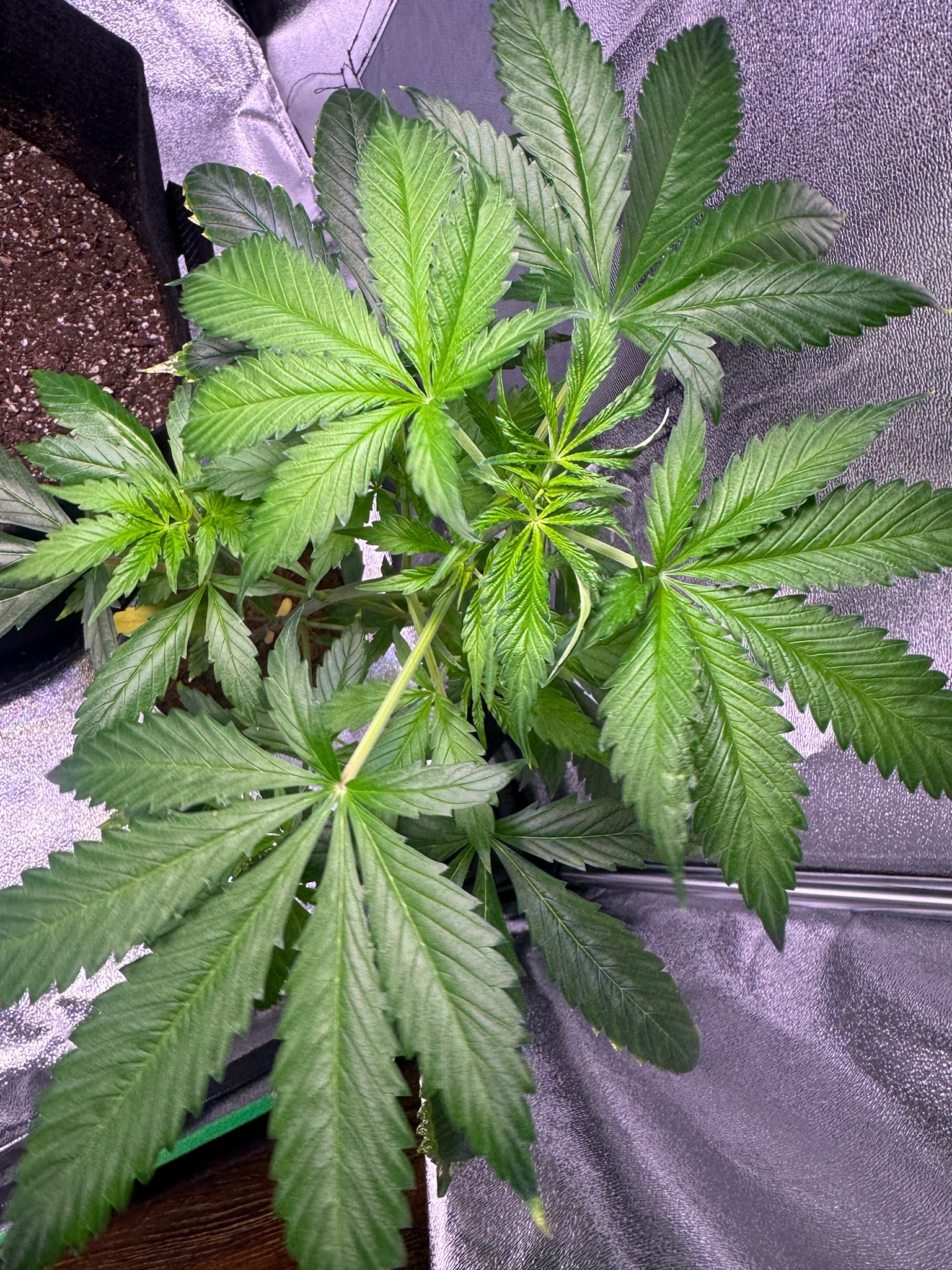 first time  — none, day 30