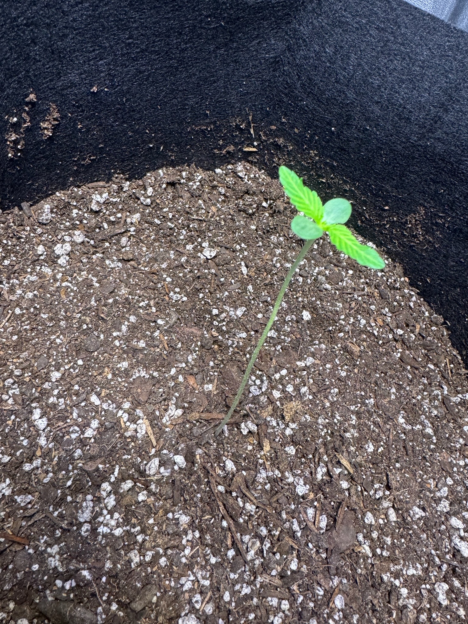 first time  — none, day 30