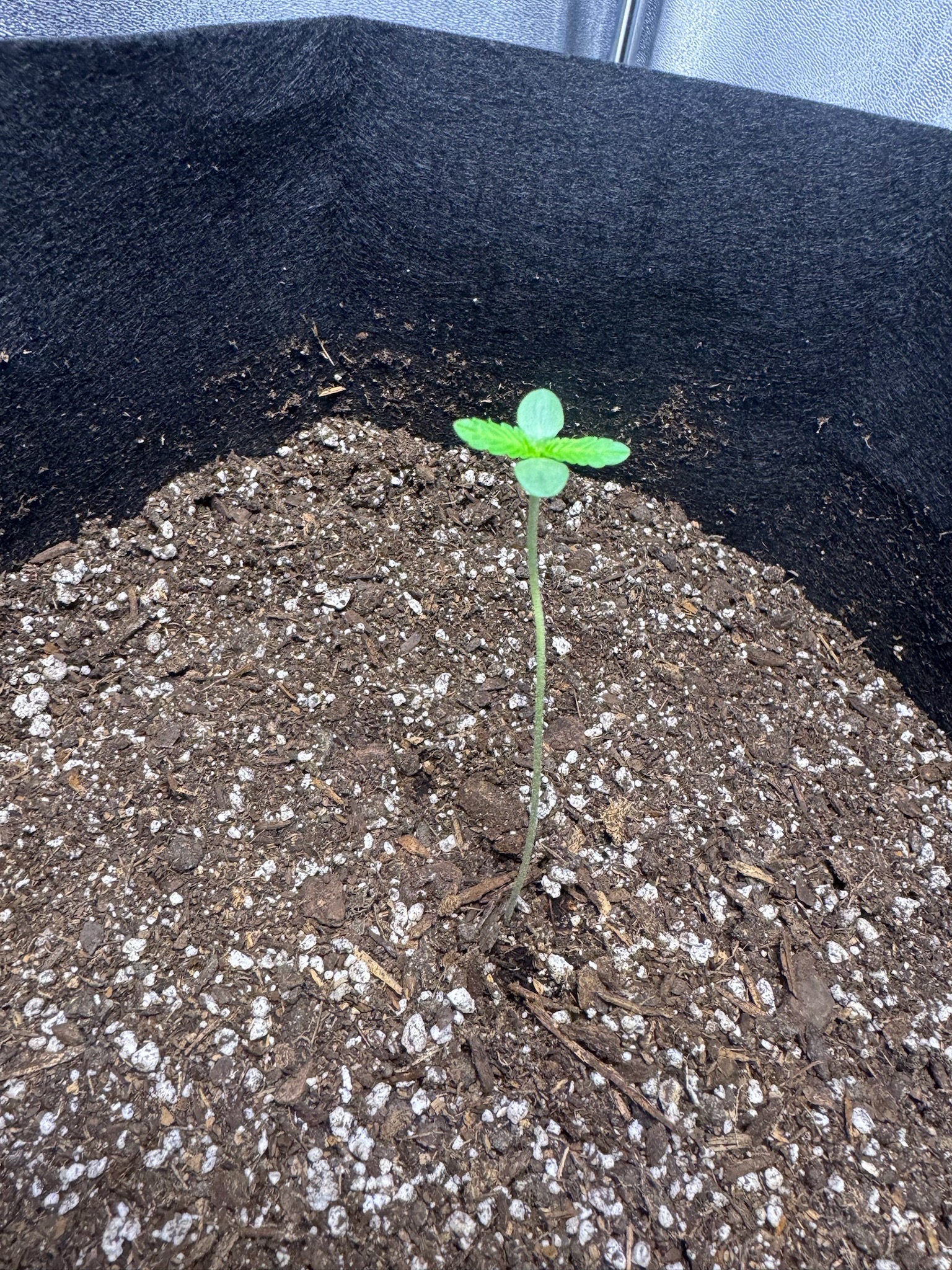 first time  — none, day 29