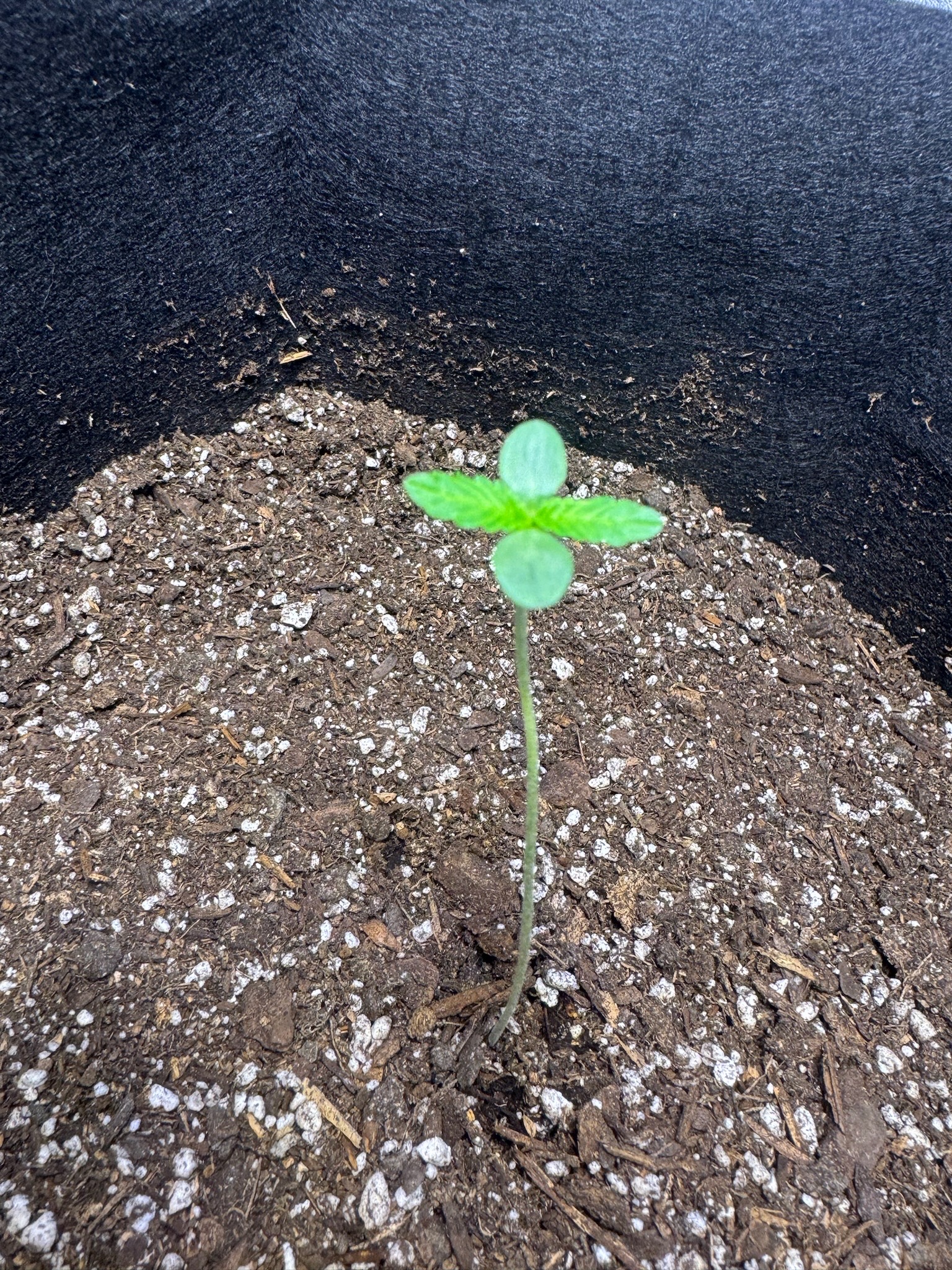 first time  — none, day 29