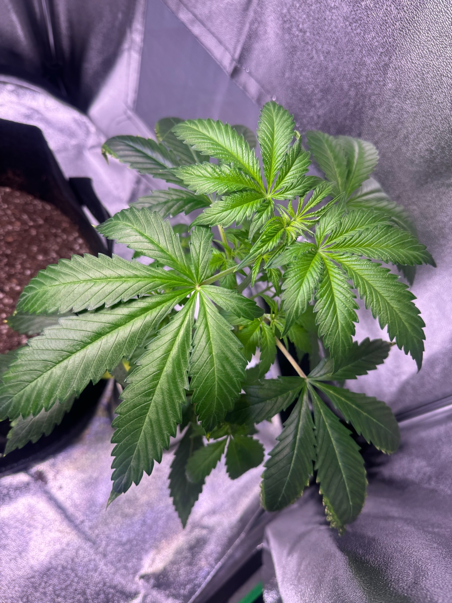 first time  — none, day 29