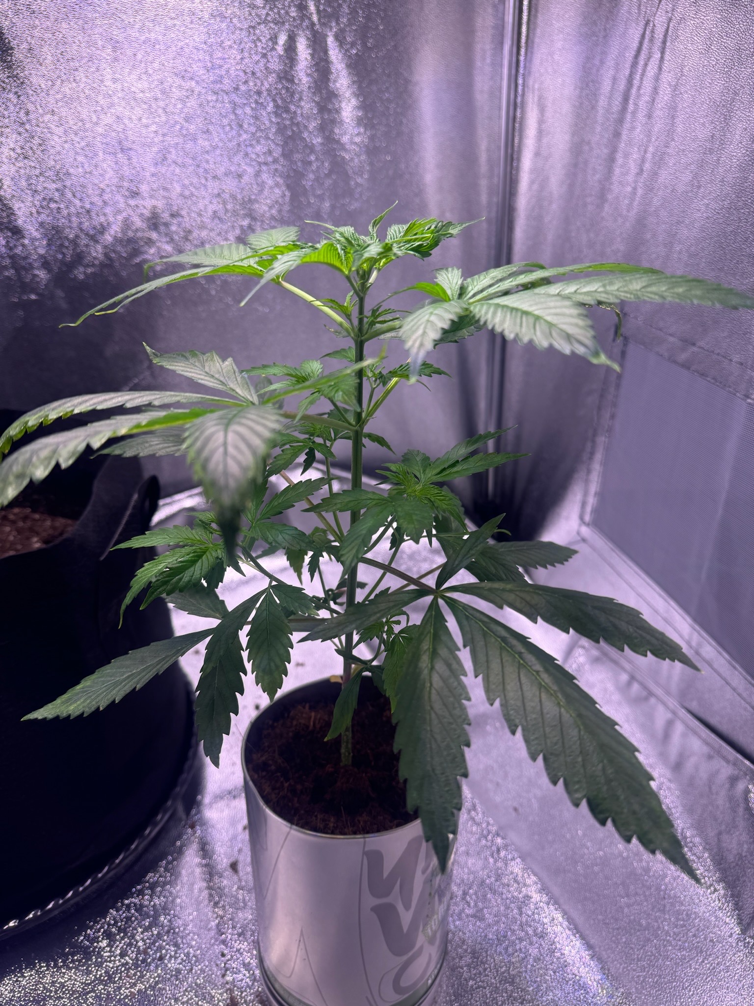 first time  — none, day 27