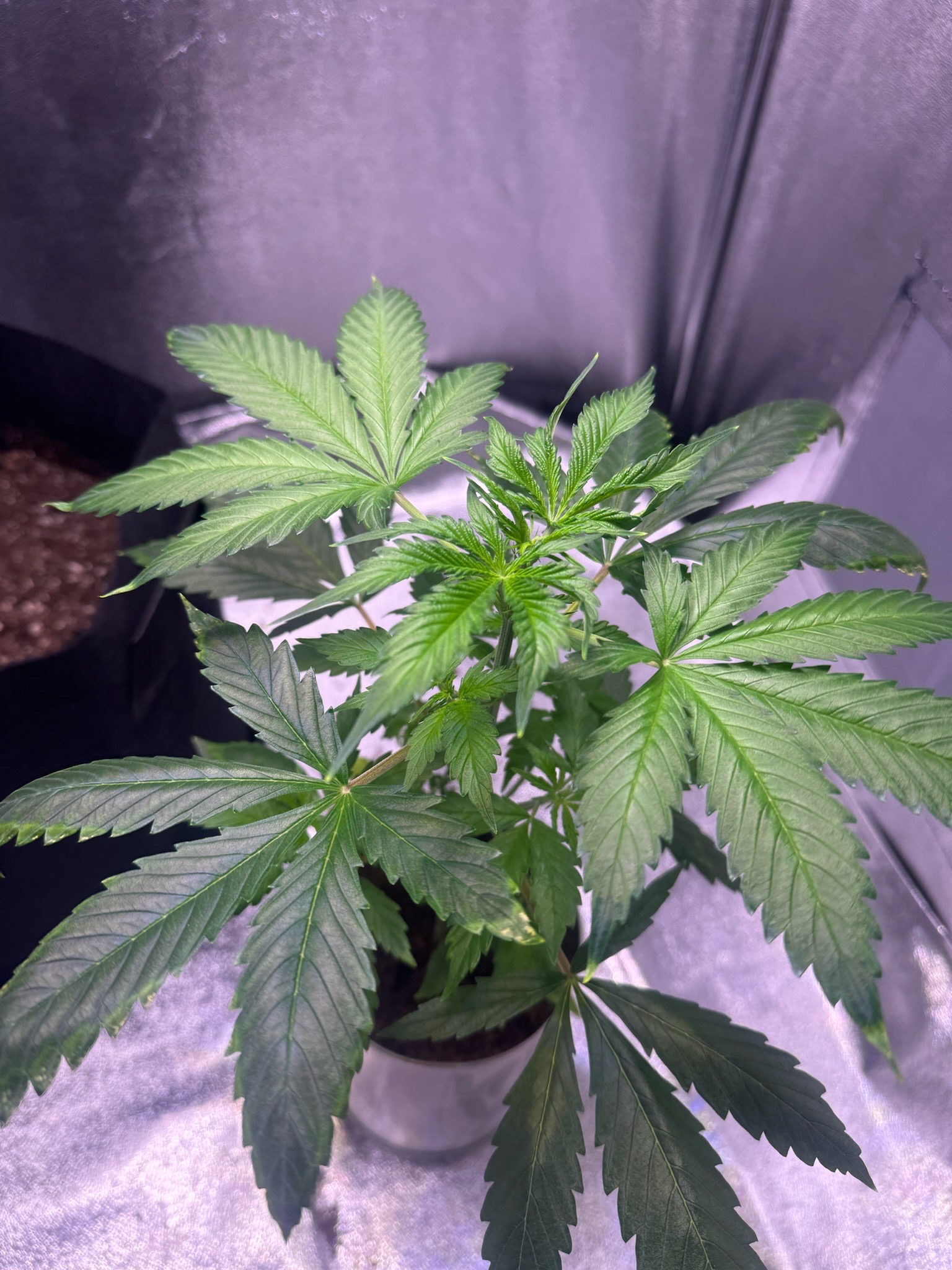 first time  — none, day 27