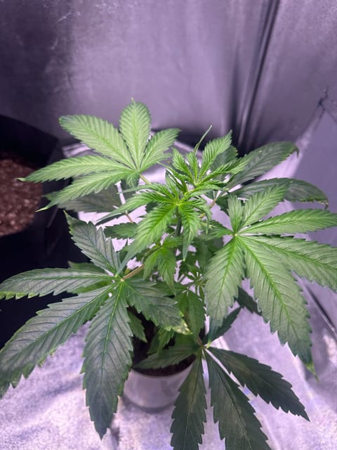 first time  — none, day 27