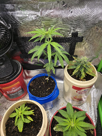 Gold Leaf  — vegetative, day 1