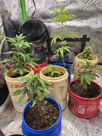 Gold Leaf  — germination, day 5