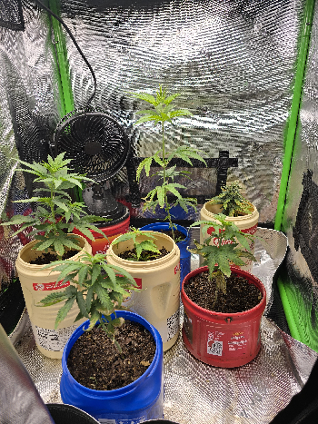 Gold Leaf  — germination, day 5