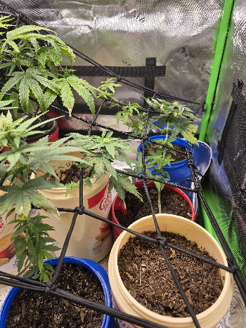 Gold Leaf  — flower, day 15