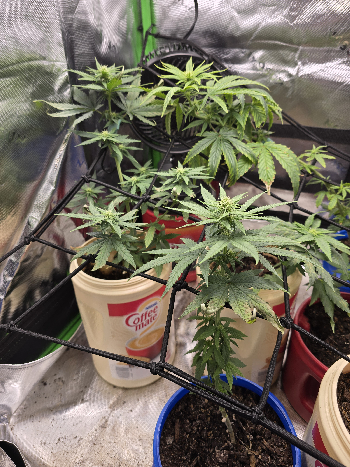 Gold Leaf  — flower, day 15