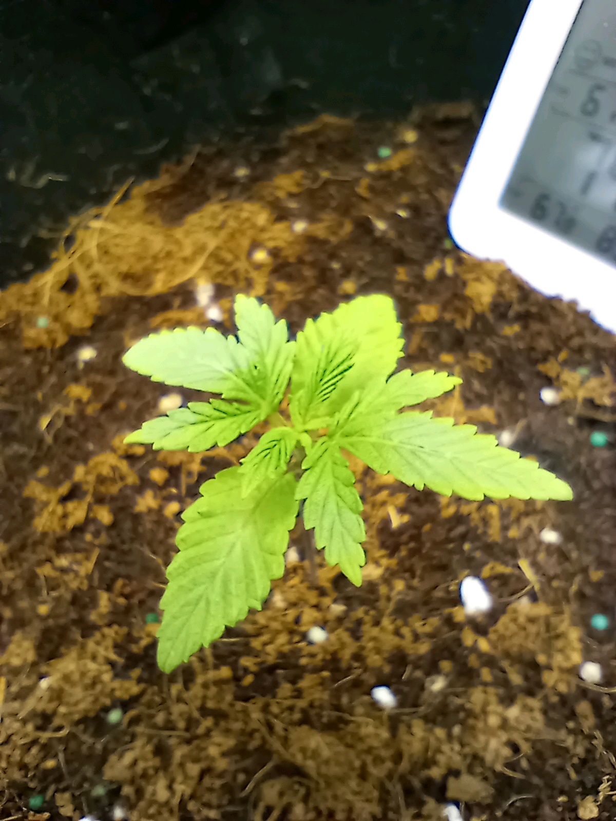 cheddar cheese  — seedling_rooting, day 3