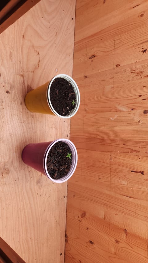 cannacabinet grow #1 — germination, day 1