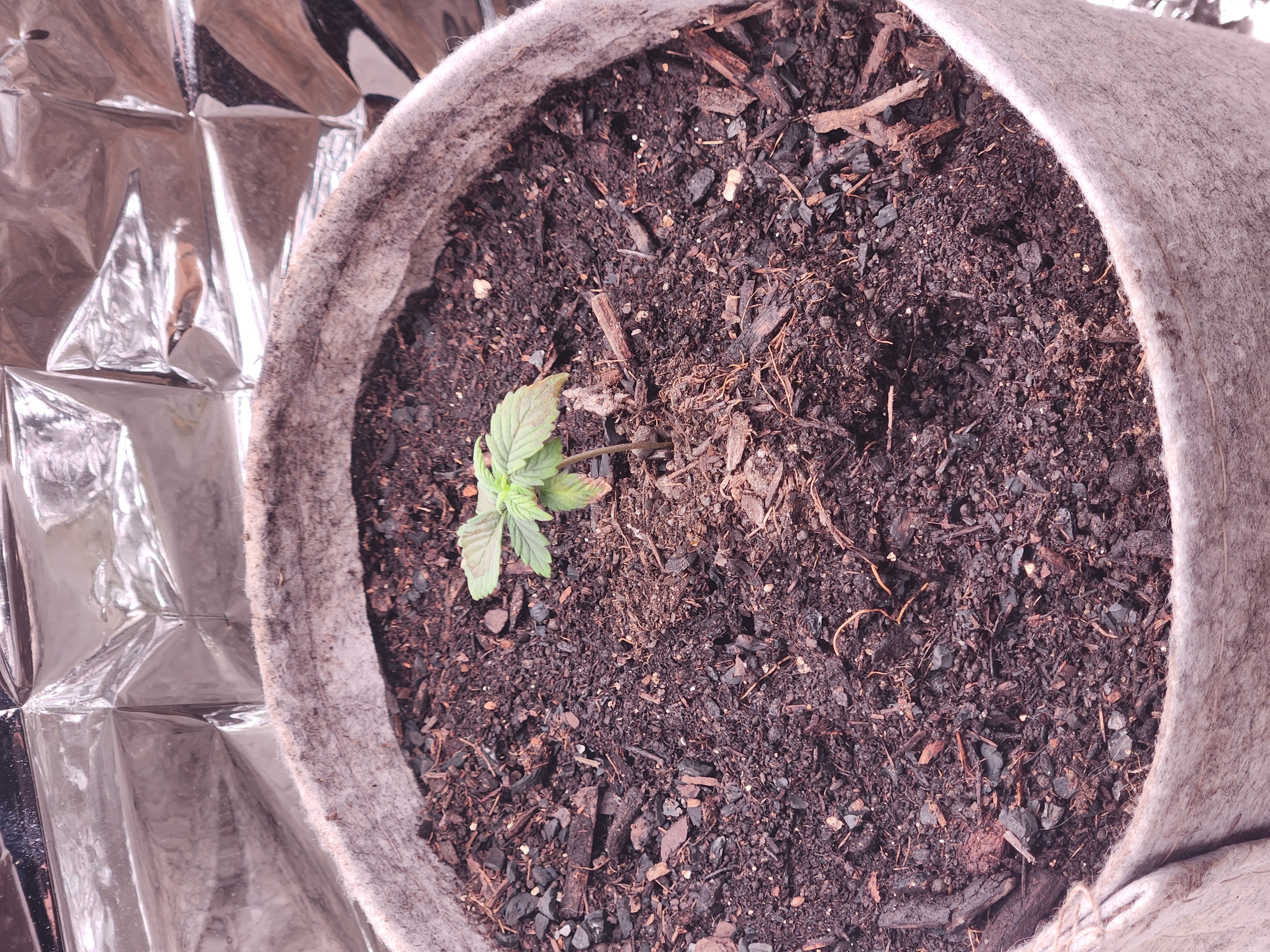 cannacabinet grow #1 — vegetative, day 11