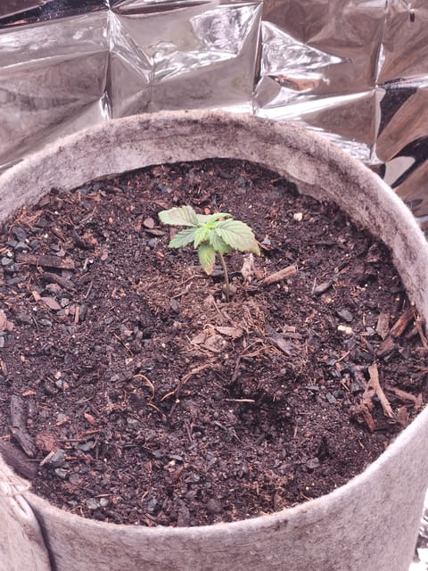 cannacabinet grow #1 — vegetative, day 11