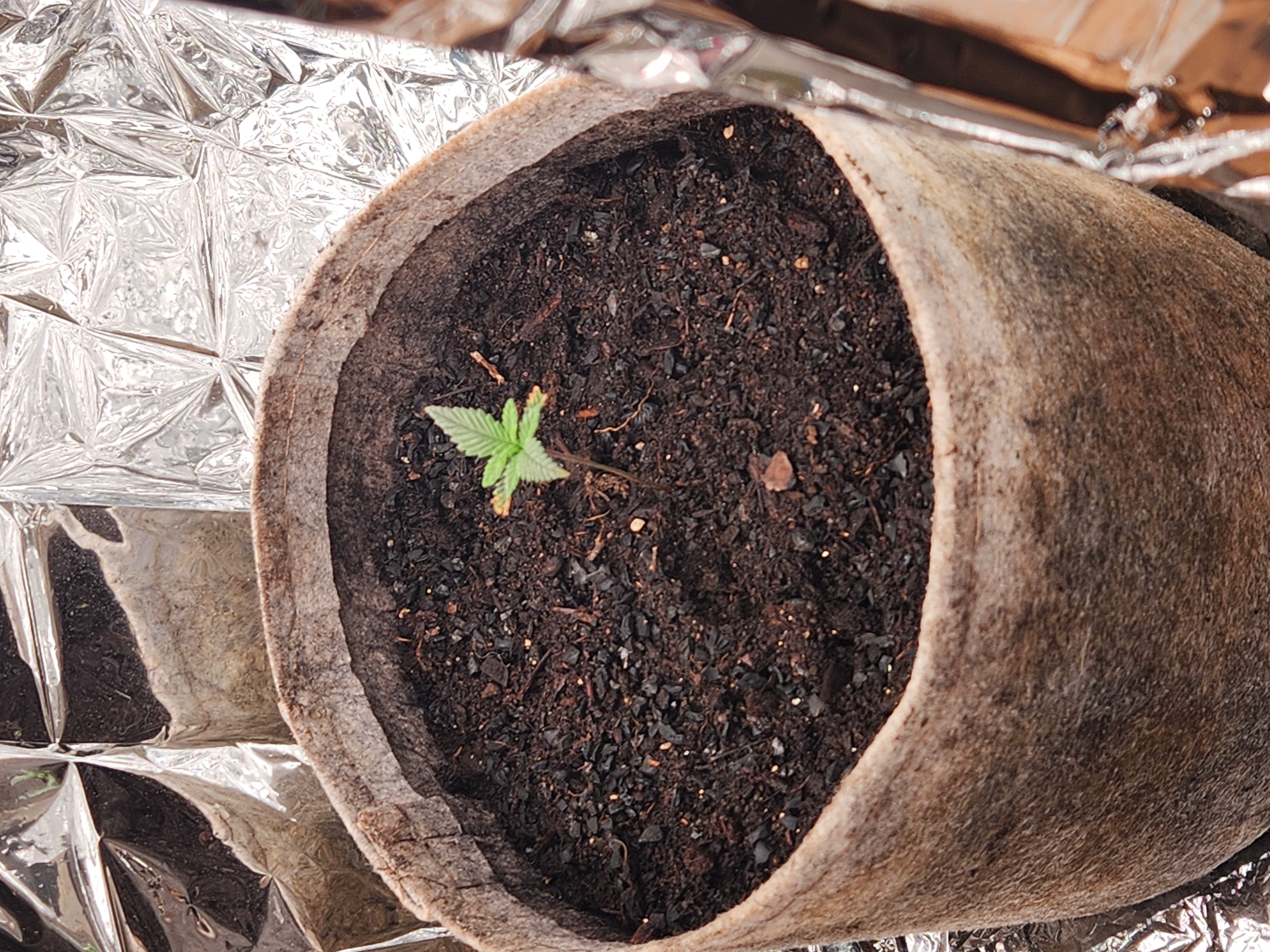 cannacabinet grow #1 — vegetative, day 11