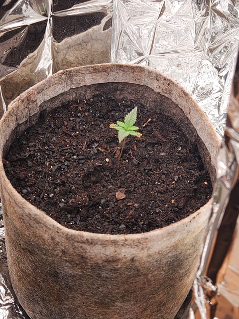 cannacabinet grow #1 — vegetative, day 11