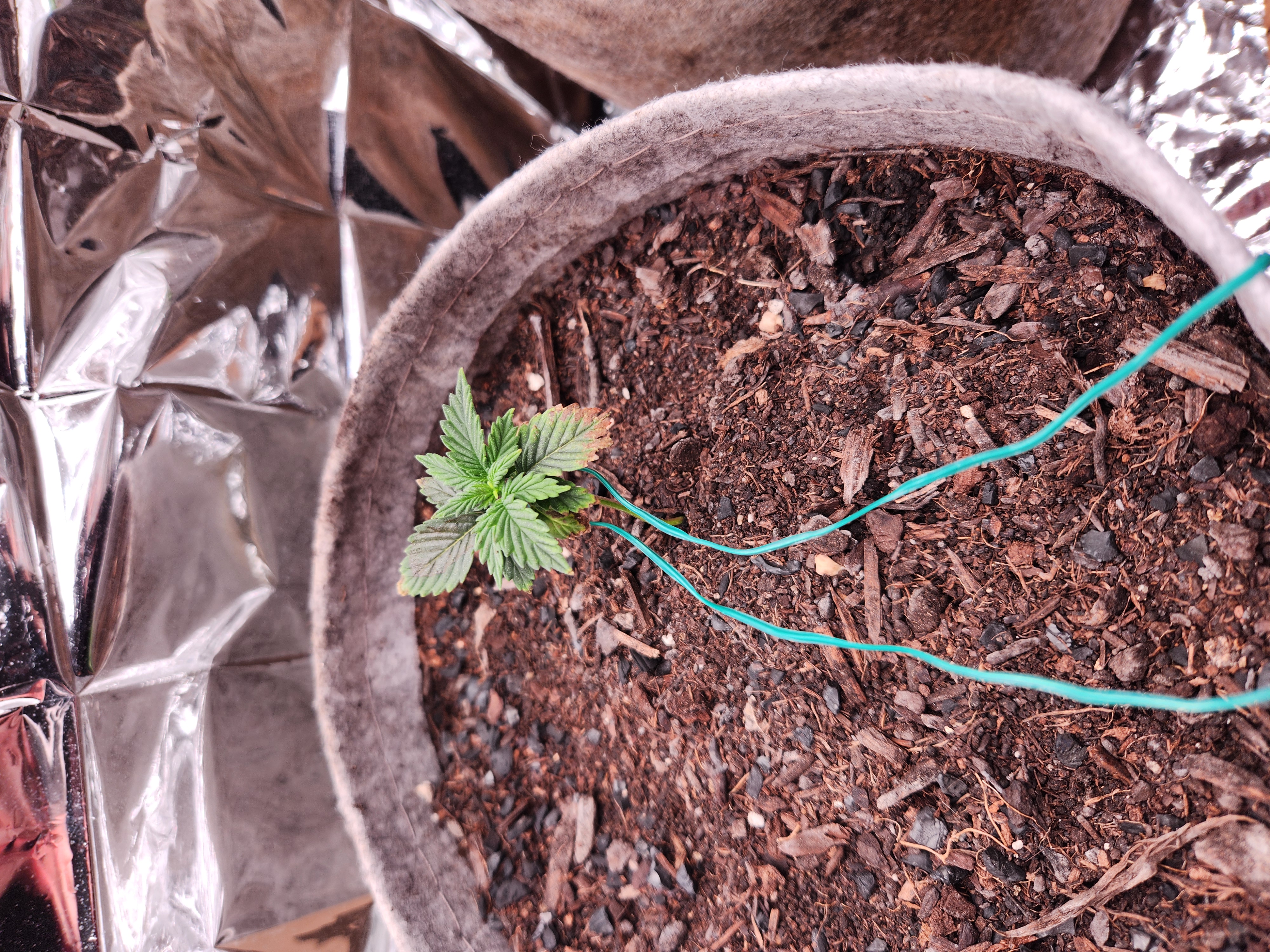 cannacabinet grow #1 — vegetative, day 13