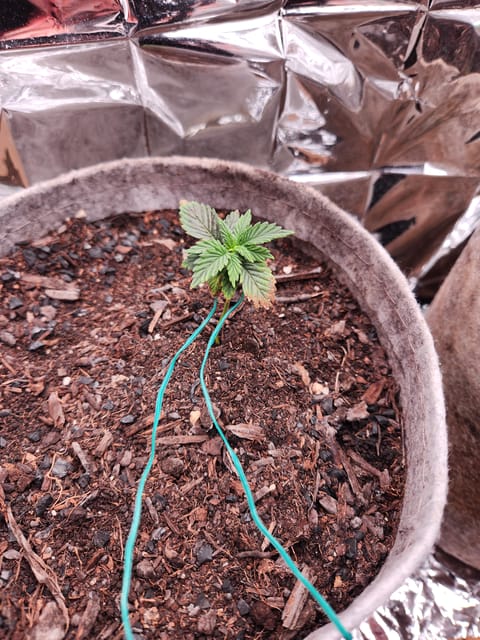 cannacabinet grow #1 — vegetative, day 13