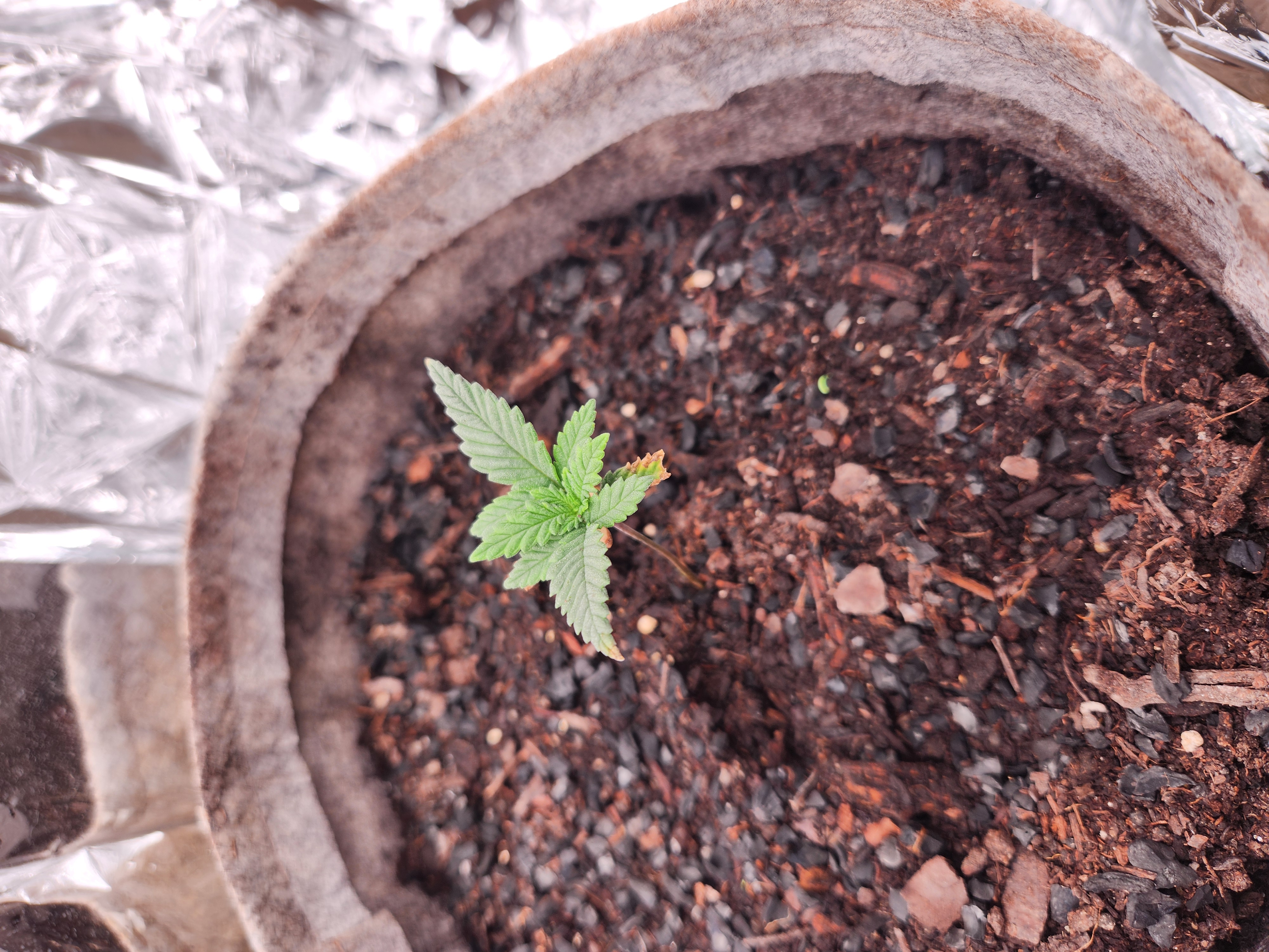 cannacabinet grow #1 — vegetative, day 13