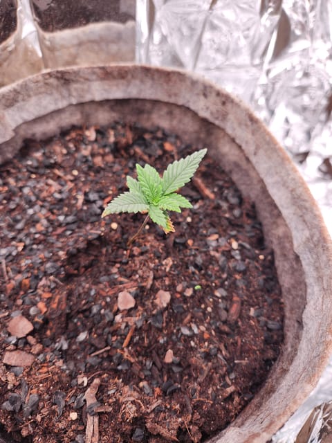 cannacabinet grow #1 — vegetative, day 13