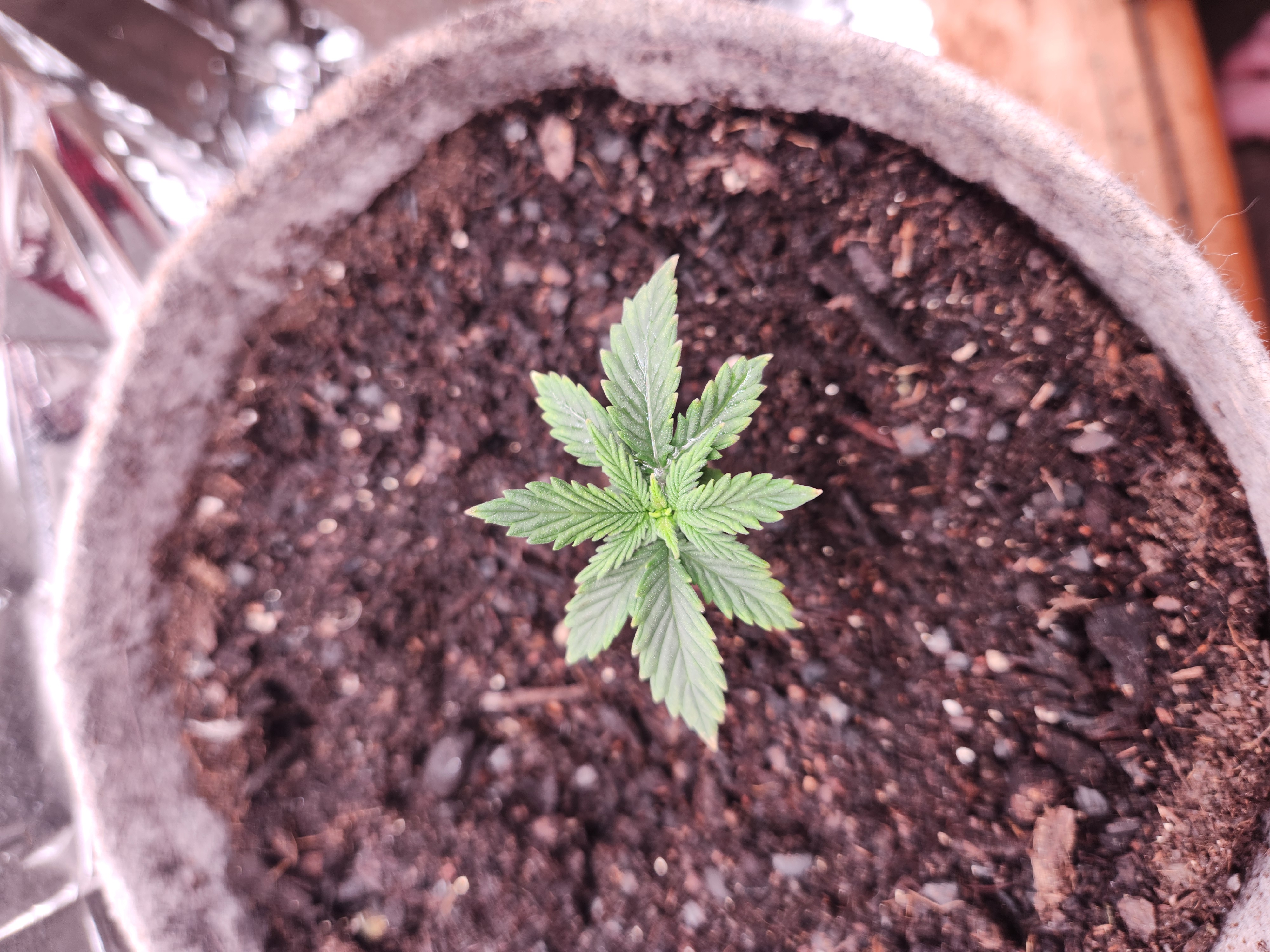 cannacabinet grow #1 — vegetative, day 16
