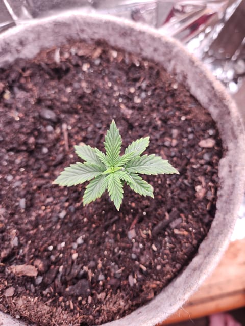 cannacabinet grow #1 — vegetative, day 16