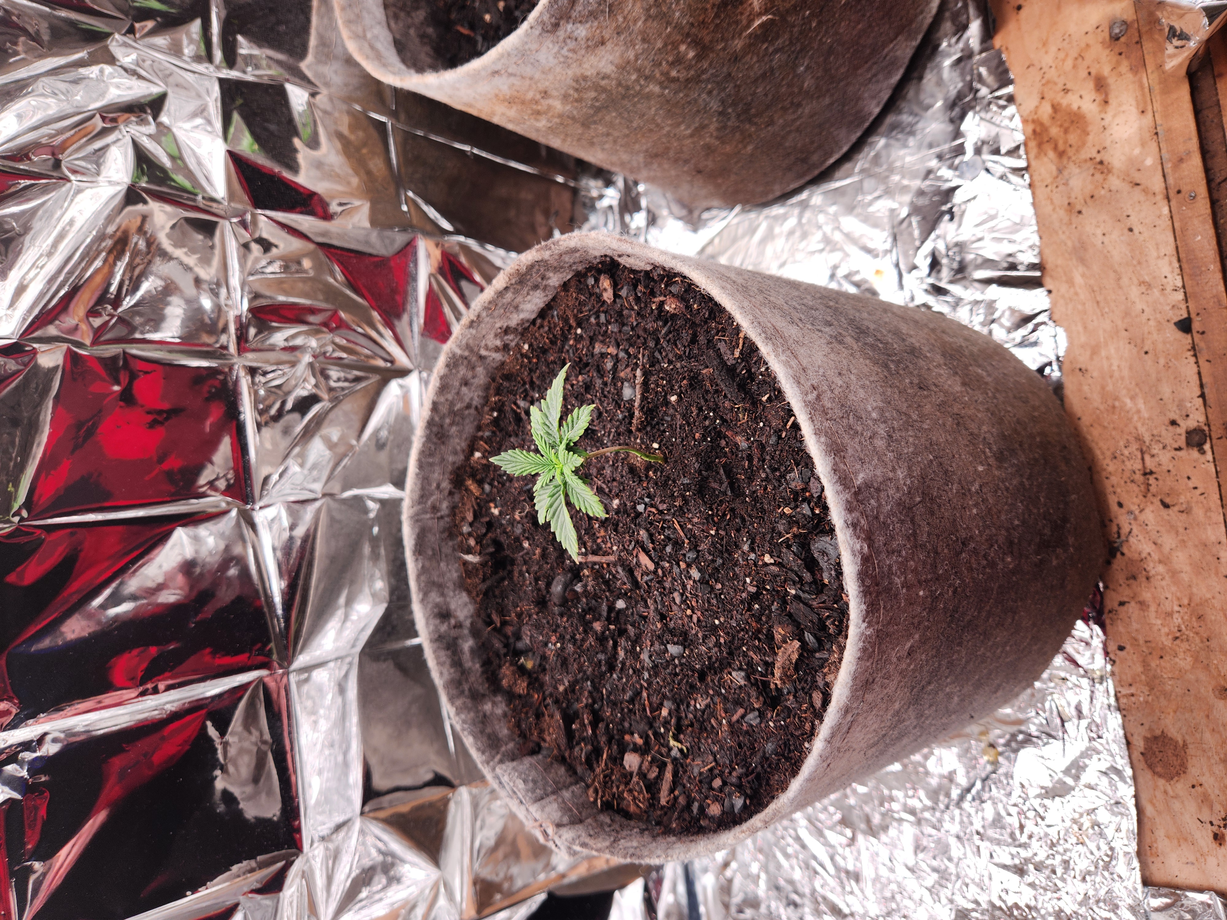 cannacabinet grow #1 — vegetative, day 16