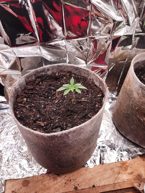 cannacabinet grow #1 — vegetative, day 16