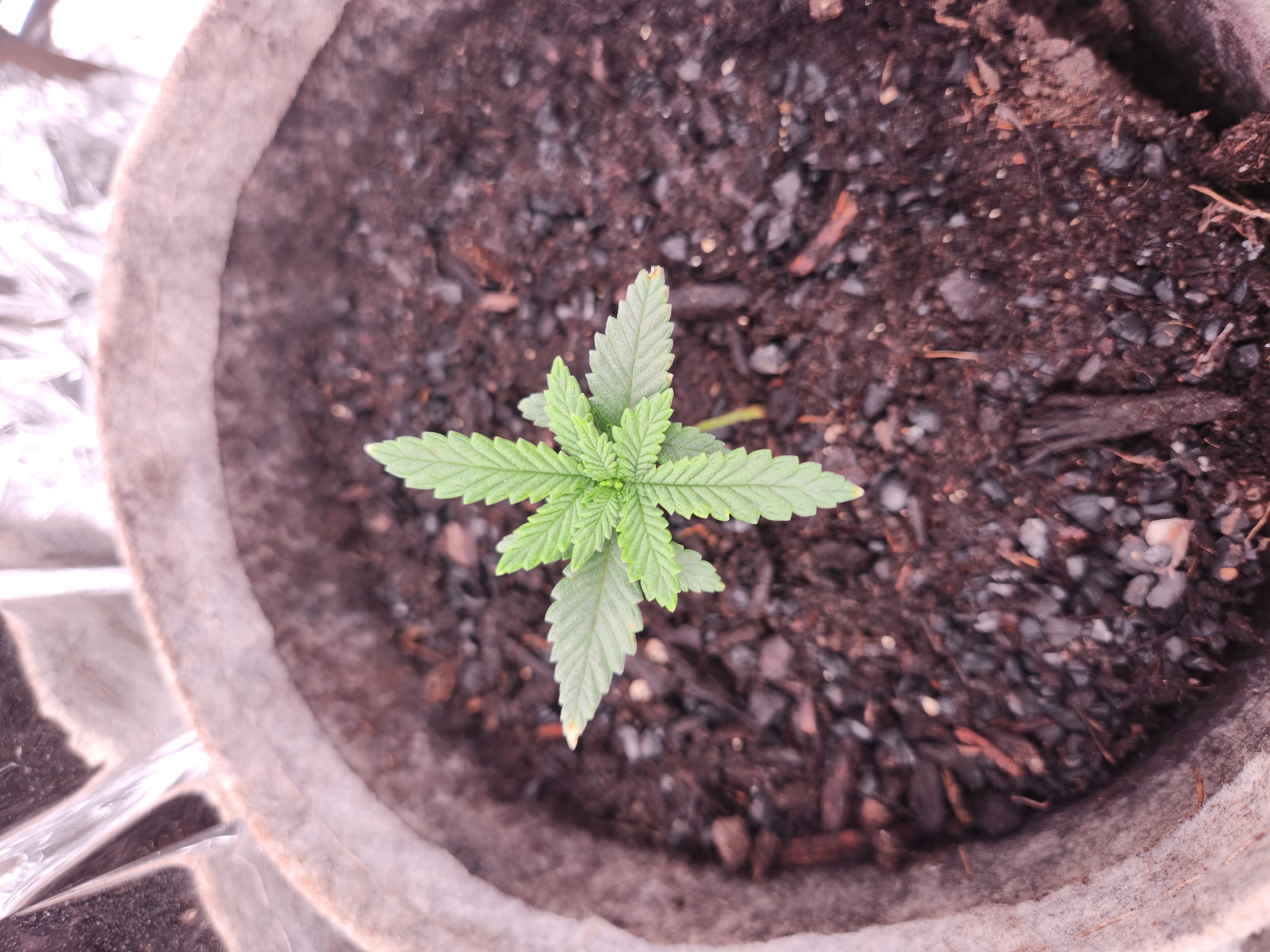 cannacabinet grow #1 — vegetative, day 16