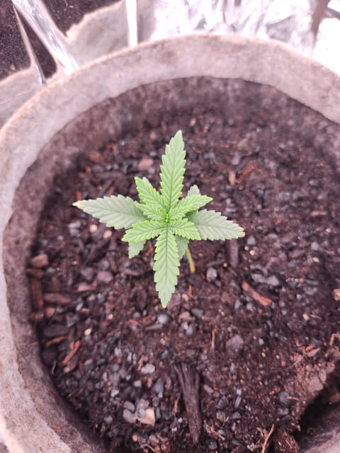 cannacabinet grow #1 — vegetative, day 16