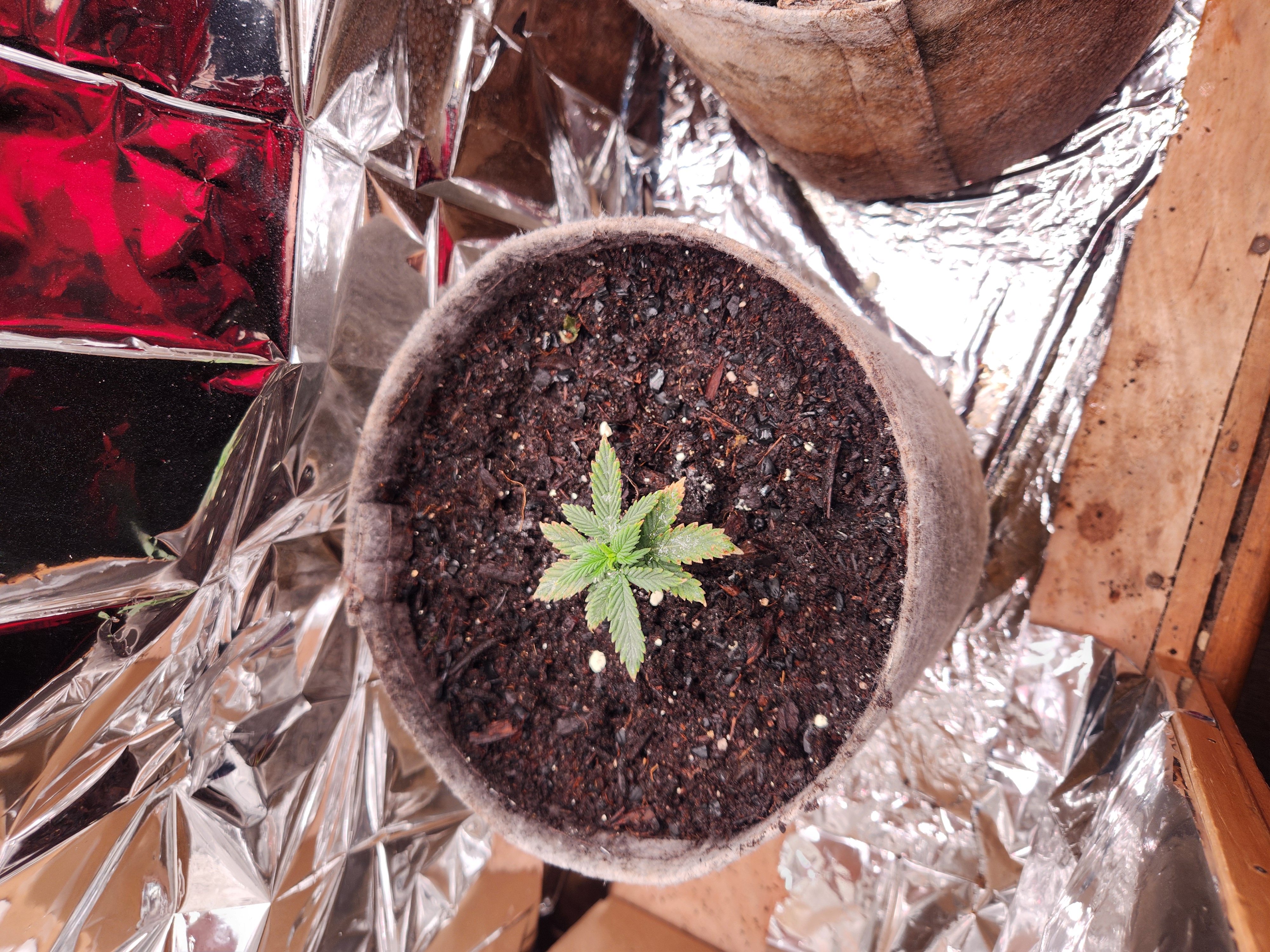 cannacabinet grow #1 — vegetative, day 19