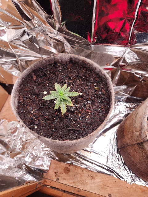 cannacabinet grow #1 — vegetative, day 19