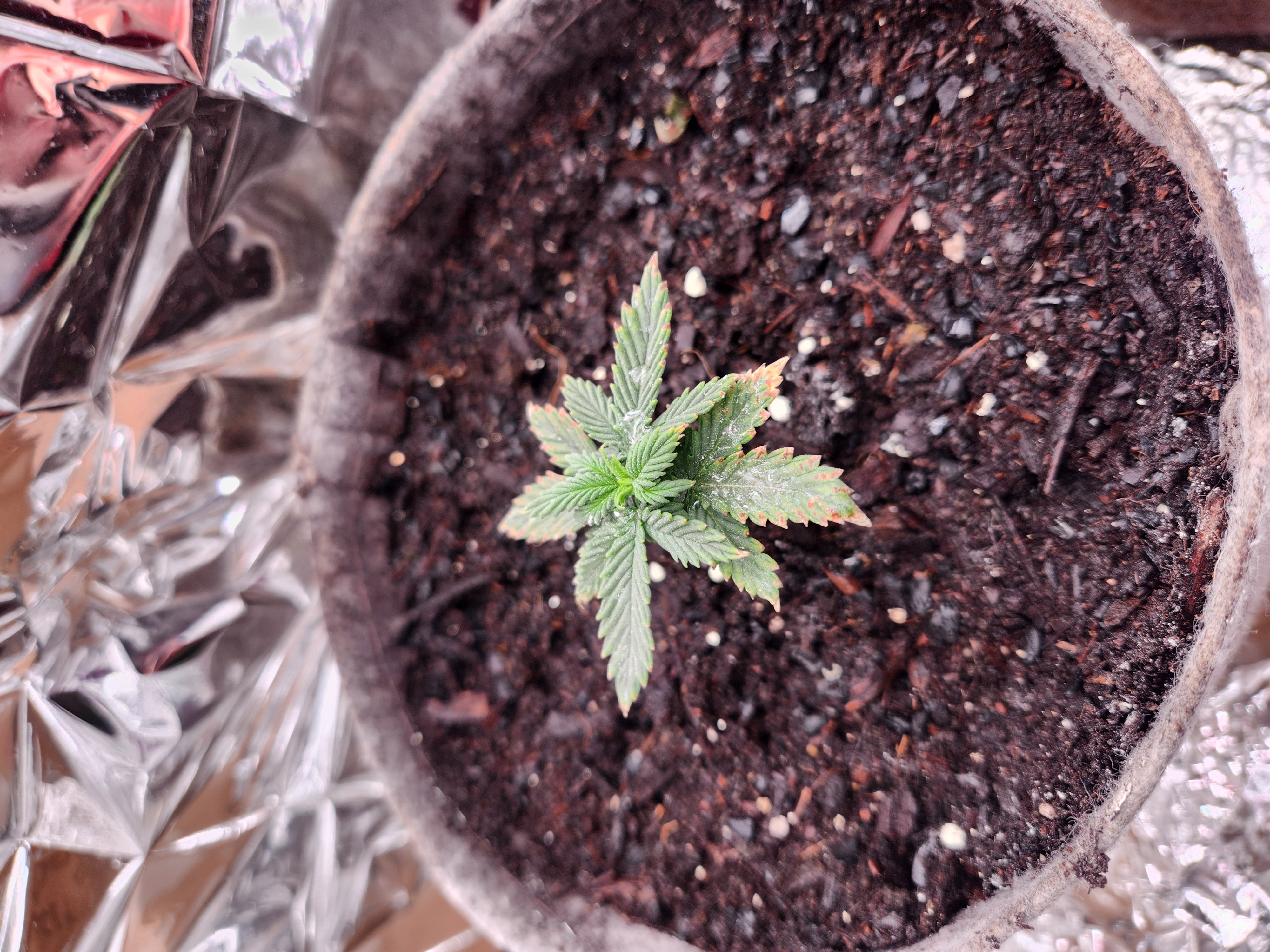 cannacabinet grow #1 — vegetative, day 19