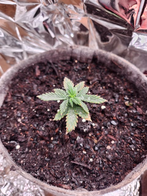 cannacabinet grow #1 — vegetative, day 19