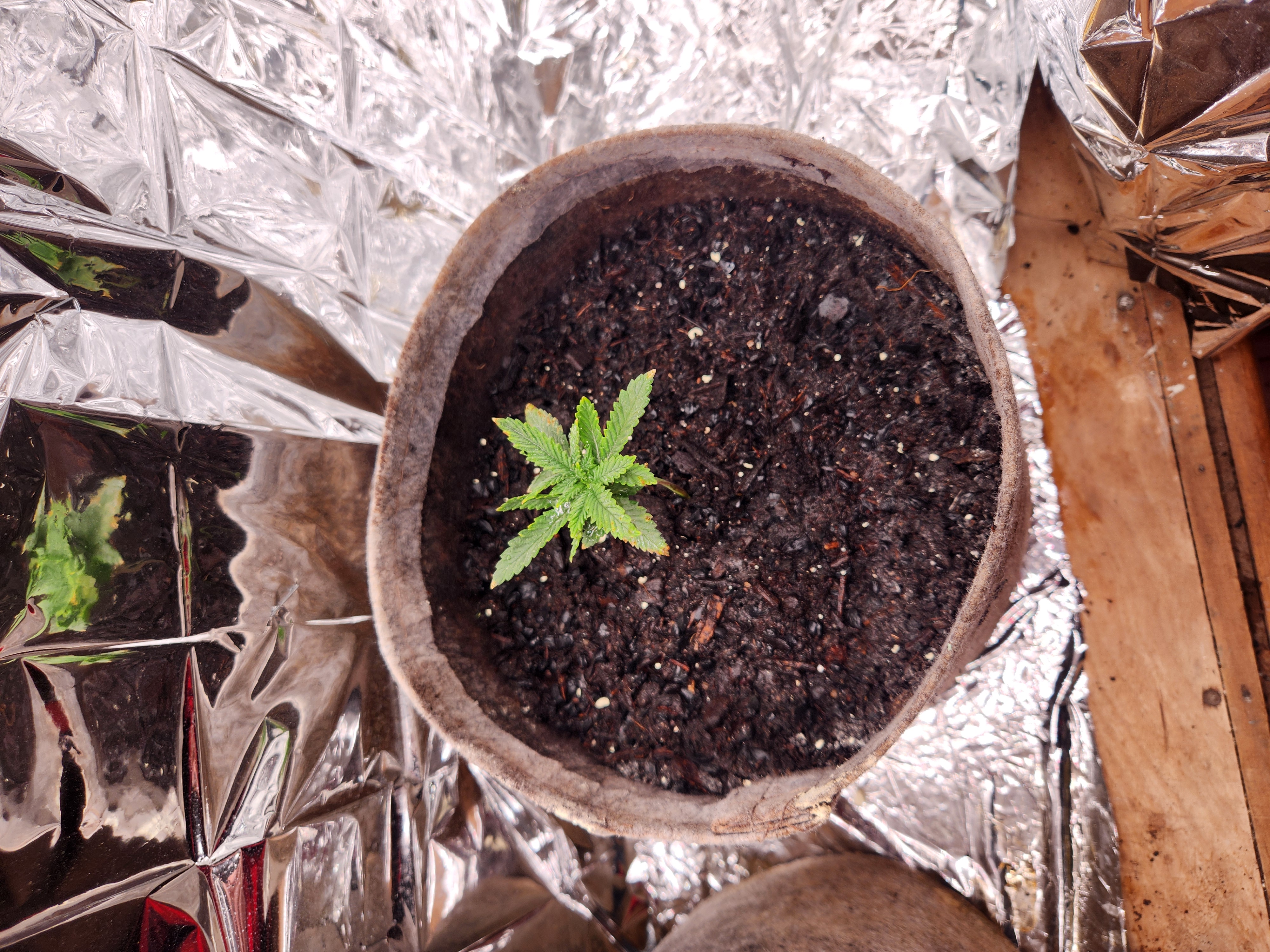 cannacabinet grow #1 — vegetative, day 19
