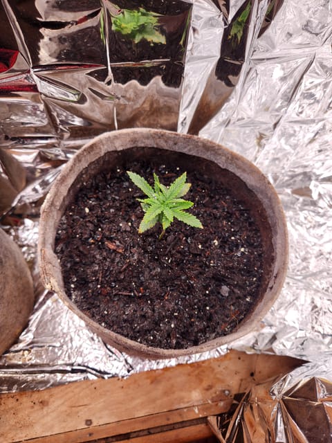 cannacabinet grow #1 — vegetative, day 19