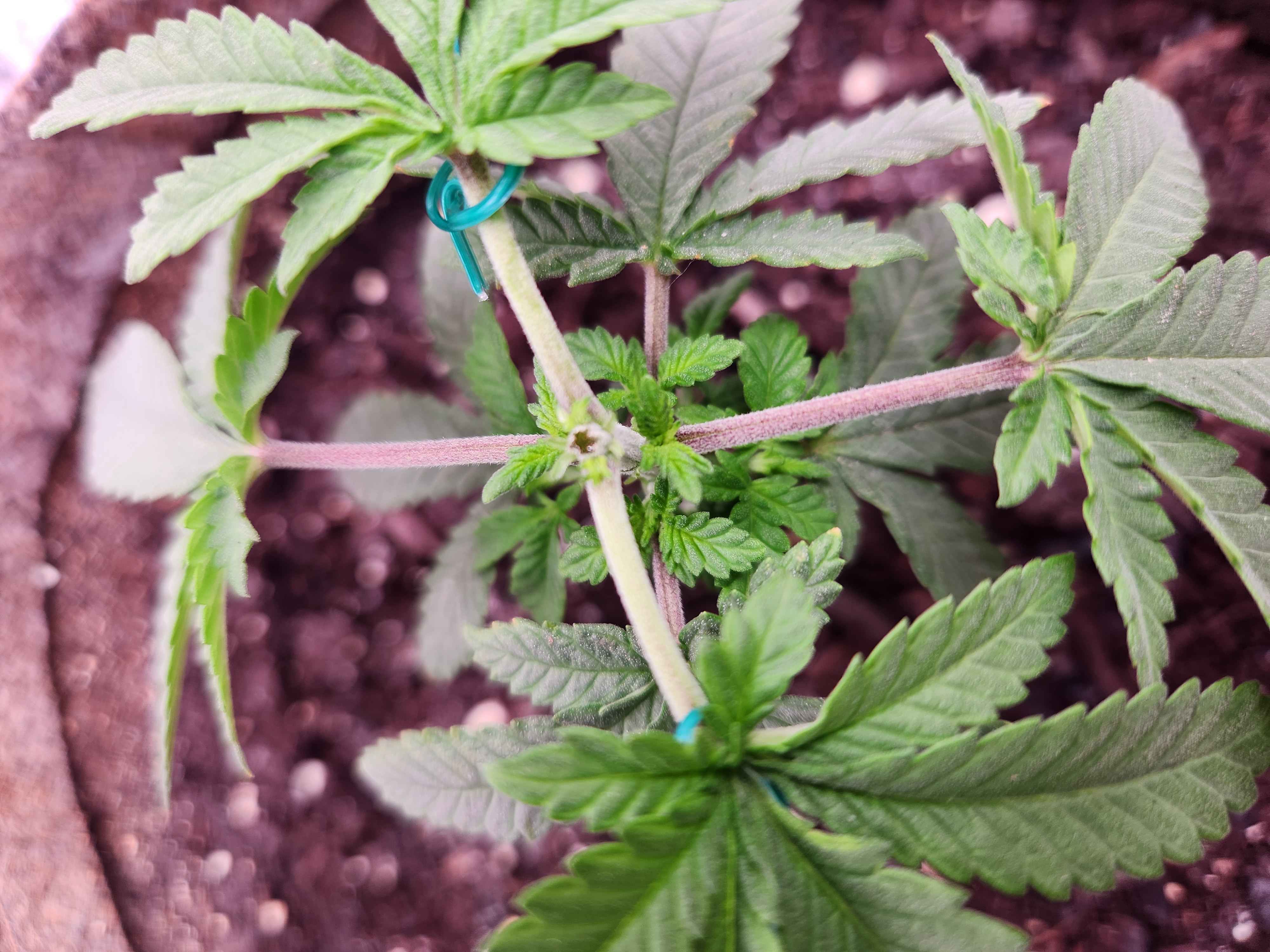 cannacabinet grow #1 — vegetative, day 29