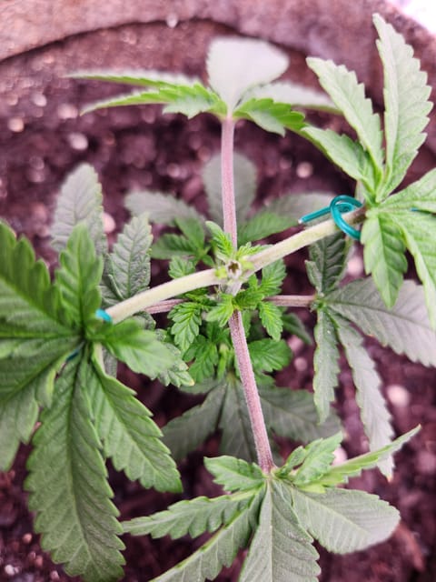 cannacabinet grow #1 — vegetative, day 29