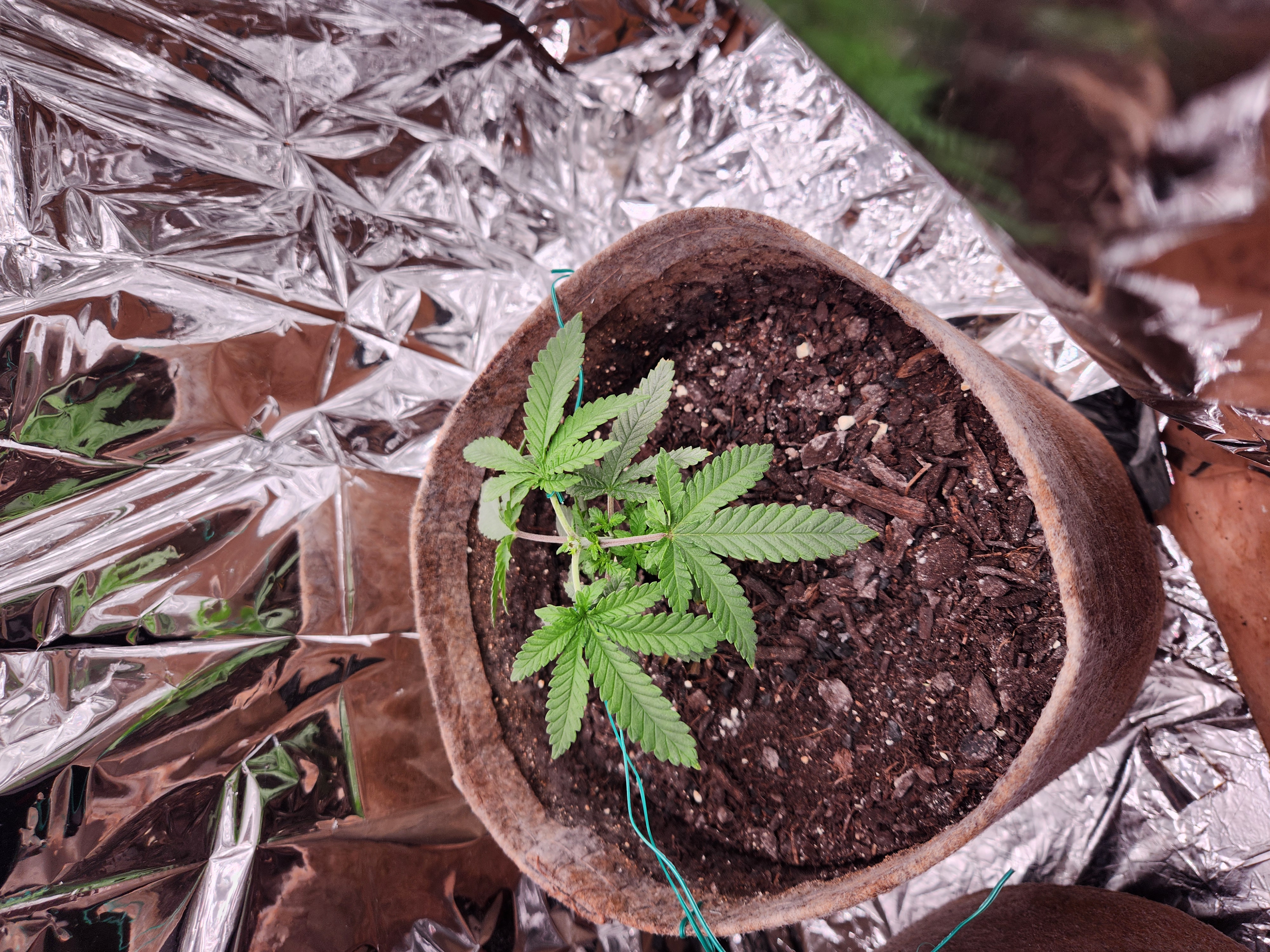 cannacabinet grow #1 — vegetative, day 29