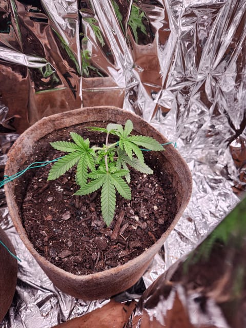cannacabinet grow #1 — vegetative, day 29